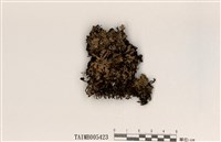 藏品(玉山梅衣)的圖片